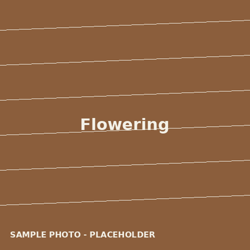 Flowering