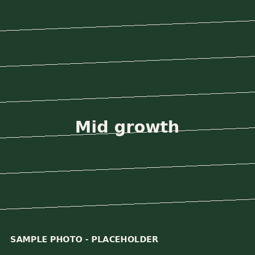 Mid growth