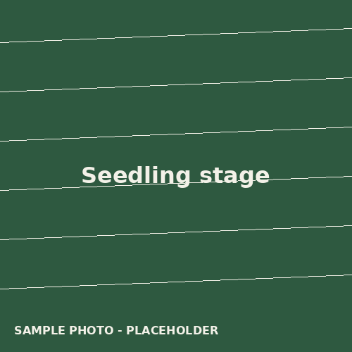 Seedling stage